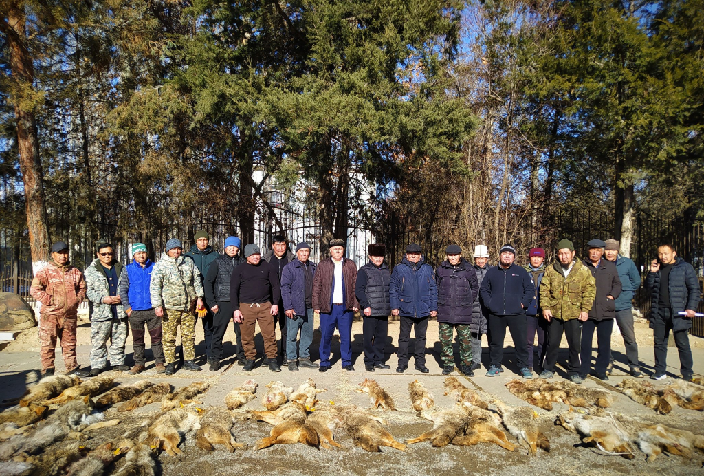 В городе Токтогул и на территориях района уничтожают диких зверей-вредителей.