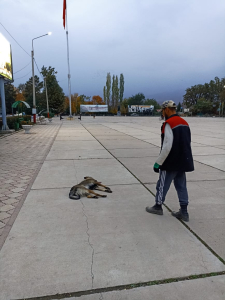 Токтогул шаарынын аймагында кароосуз жүргөн жолбун ит мышыктардын санын мыйзам чегинде кыскартуу.