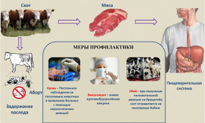 «Бруцеллездун алдын алуу»